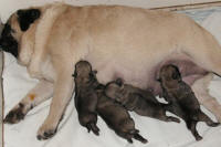 pugs for sale, puppy